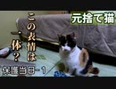 実はとんでもなく肝の据わった猫だった【三毛猫の保護当日-１】