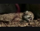 パリの動物園でピューマの赤ちゃんお披露目、目はまだ閉じたまま（27日）