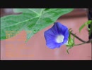 黛ジュン・・天使の誘惑