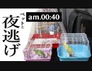 [2020]インコと夜逃げの夏【愛鳥とお引越し】[イヤホン推奨]