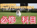 外出好きなジャックラッセルテリアの必修科目