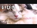 オヤジ顔負けのいびきをかいて爆睡する猫