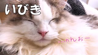 オヤジ顔負けのいびきをかいて爆睡する猫