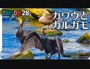 0828【カルガモ親子の怪我と奇形珍色】カラスの幼鳥餌探し。ムクドリが巣材集め？スズメが水浴び【身近な生き物語】今日撮り野鳥動画まとめ
