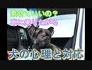 犬が車に乗りたがる心理を解説＆乗せていいのか？