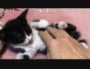 ザリガニvsG
