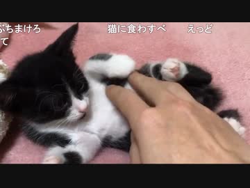 ザリガニvsg ニコニコ動画