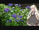 あかりと気ままな道中紀行を行く-伊豆ドライブ編-part1-
