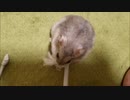 【ハムスター】さらちゃんのさらさら活動日記その23