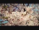 【VOCALOIDオリジナル曲】Weekend【ZOLA PROJECT】