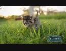 【ほのぼのBGM】楽しい散歩【NNIオリジナルインスト音楽】