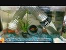 金魚ちゃんはトンネルが好き□