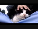 【ご予約様、ご来店します】～猫のヘッド・マッサージ～