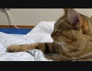 涼むタタルさん　＃183