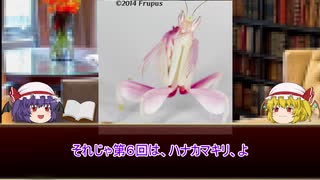 【ゆっくり解説】第６回ゆっくりどうぶつずかん【ハナカマキリ】