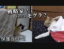 初めて『猫じゃらし』したら、モグラ叩きのようにピョコピョコする猫だった【三毛猫の保護当日-２】