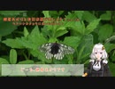紲星あかりと休日は遊びましょう！ショート版　ウスバシロチョウに会いに行こう！