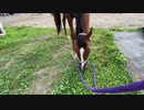 2020 北海道馬術大会【Vlog】