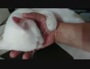 拾い猫の子育て22