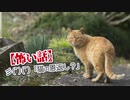 【怖い話】彡(ﾟ)(ﾟ)「猫の恩返し？」