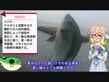 人気の メジナ 動画 63本 ニコニコ動画