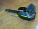 汚い裏庭で子猫が産まれてた１４