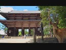 真夏の奈良公園