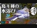 0831【鳥の水浴び種ごとに個性的】柿食うカルガモとカラスの芋虫捕食。モズのオスメス鳴き声、赤トンボの産卵とハナムグリ飛翔【身近な生き物語】今日撮り野鳥動画まとめ
