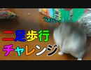 ちょこ走りしてるハムスターはこちらです。 A hamster running in a cute way.  #73【ハムスター物語】