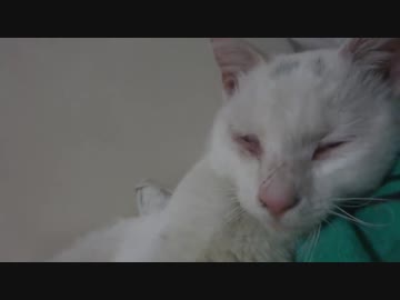 ウチューコネコチャン、マロ眉が消えて珍妙の夏