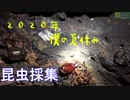 あの頃の夏休みをもう一度… 2020年僕の夏休み　昆虫採集 【蟲ラボ】