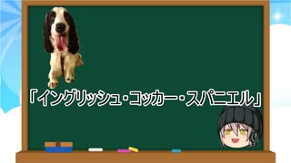 【ゆっくり解説】犬種３６：イングリッシュ・コッカー・スパニエル