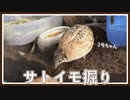 サトイモ掘り【Taro digging】芋头沟