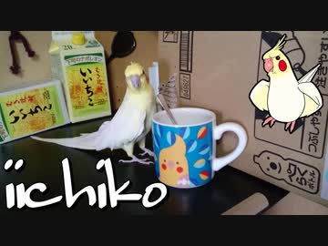 インコがスプーンで遊ぶ様子を24歳と8歳で比べてみました