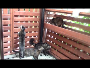 今日の蒼民家の猫々【蒼民家の猫々】