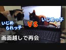 野良猫時代の自分が叩かれている映像を見せると、上を見た