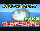あつまれどうぶつの森　９月で釣れなくなる魚まとめ！（北半球編）釣れる場所と時間帯も紹介！　【あつ森】