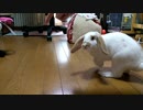 うさぎさんに芸を教えたらくるんはできるようになりました