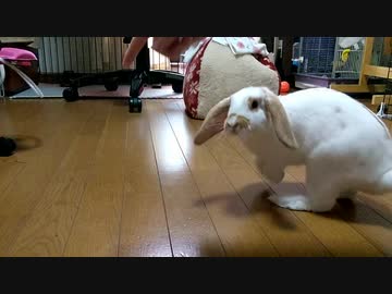 うさぎさんに芸を教えたらくるんはできるようになりました