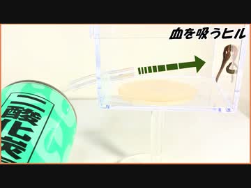 血を吸うヒルを「二酸化炭素」の密室に閉じ込めたら・・・。