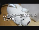 ハムスター飼いました。その101～2020年８月だよ!!体重測定だよ!!