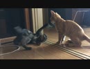 兄妹子猫のじゃれあい