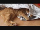 新聞紙と遊ぶ子猫