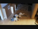 うちの猫が寝返りを教えてくれたようです