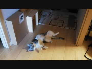 うちの猫が寝返りを教えてくれたようです