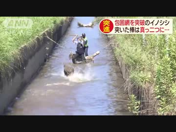 人間VSイノシシ