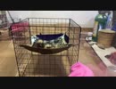 フェレット　どこでもハンモック！Ferret Hammock anywhere!