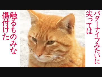 キレたバターナイフ猫、触るものみな傷つけた過去