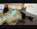 今日もおっぴろげみーさん