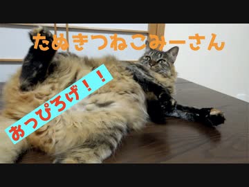 今日もおっぴろげみーさん